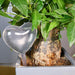Transparent Automatic Plant Watering System for Effortless Gardening