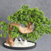 Elegant Green Bonsai Plants Set in Stone Base