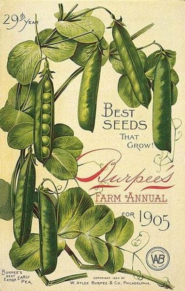 Vintage Pea Best Seeds Metal Tin Sign - Rustic Farmhouse Wall Decor