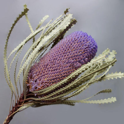 Eternal Banksia Pagoda Floral Arrangement - 30cm Unique Organic Centerpiece for Home and Special Events