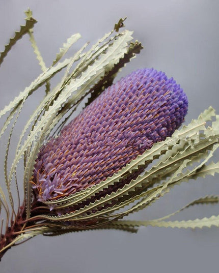 Eternal Banksia Pagoda Floral Arrangement - 30cm Unique Organic Centerpiece for Home and Special Events
