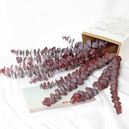 Serene Eucalyptus Essence: A Botanical Wonder for Every Setting