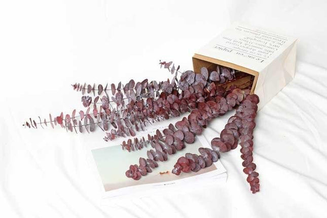 Serene Eucalyptus Essence: A Botanical Wonder for Every Setting