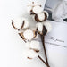 Dried Cotton Flower and Eucalyptus Floral Bouquet Set - 14 Piece