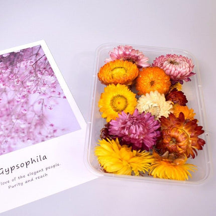 Eternal Floral Inspirations: Preserved Petals for Creative Expressions