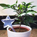 Indoor Plant Watering Solution with Stylish Transparent Design and Automatic Drip Irrigation