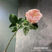 Lifelike Austin Rose Artificial Flowers - 12-Piece Set for Stunning Wedding Decor