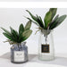 Elegant Orchid Phalaenopsis Potted Plant: Stylish Home Decoration Piece