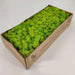 Evergreen Moss Wall Art: No-Maintenance Elegance