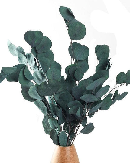 Serene Eucalyptus Essence: A Botanical Wonder for Every Setting