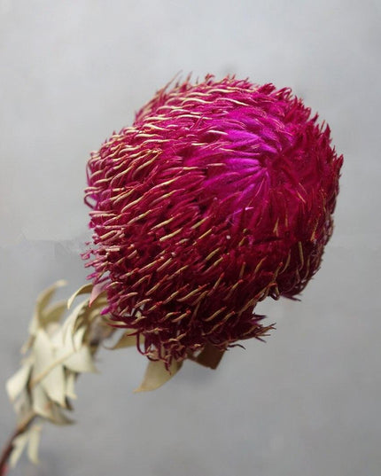 Eternal Banksia Pagoda Floral Arrangement - 30cm Unique Organic Centerpiece for Home and Special Events