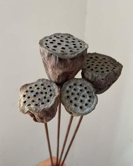 Lotus Seedpod Decorative Bouquet with Elegant Wire Stems