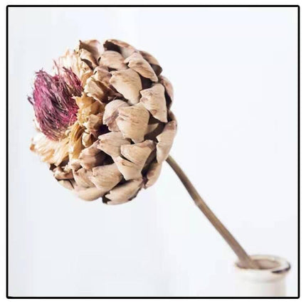 Exquisite Dried Protea Cynaroides Floral Arrangement for Elegant Home Styling