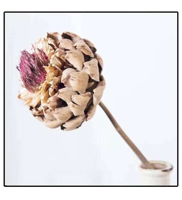 Natural Dried Flowers Protea Cynaroides - Table Centerpieces & Home Decor