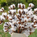 Southern Charm White Cotton Flower Stems - Set of 10 Dried Branches