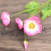 Lush Poppy Silk Flower Collection