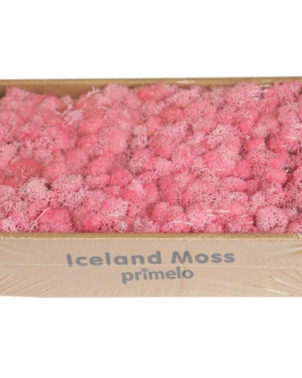 Lush Green Moss Wall Art: Nature's Timeless Beauty