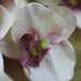 Silk Orchid Phalaenopsis Flower Bundle - 110CM Length, 11 Heads with Size Variety