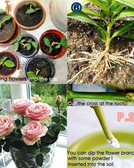 Bonsai Growth Catalyst: Root Strengthener & Flower Booster