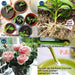 Blossom Boost Bonsai Growth Formula for Robust Roots and Luxuriant Flowers