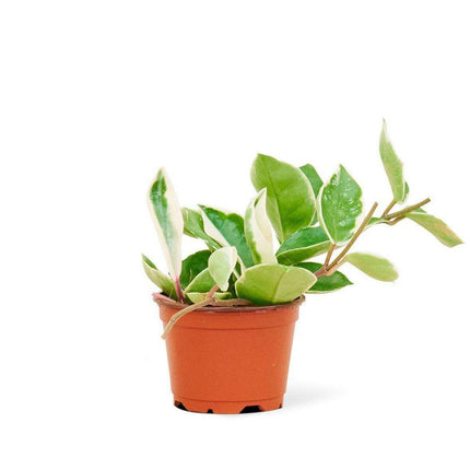 Elegant Variegated Hoya 'Krimson Queen' Succulent - A Living Work of Art