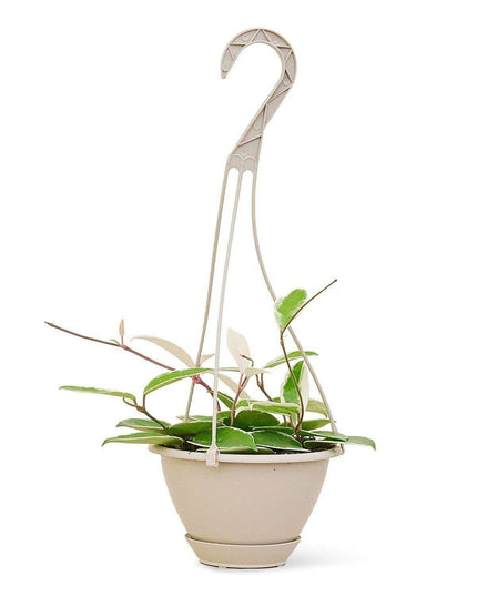 Charming Medium-Sized Variegated Hoya Krimson Queen Succulent - Ideal for Indoor Decor - USA