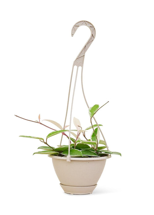 'Hoya Krimson Queen' Succulent Plant - Medium Size - USA