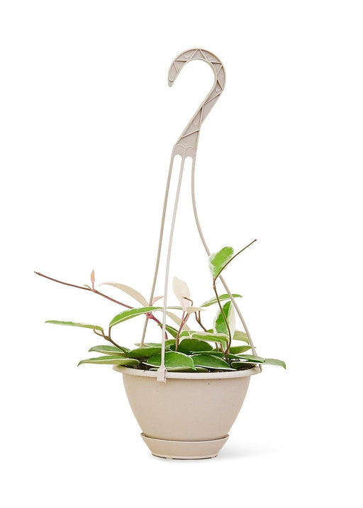 'Variegated Hoya Krimson Queen' Indoor Succulent - Medium Size - USA