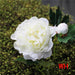 Autumn Splendor Silk Peony Bouquet - Elegant Wedding and Home Decor Accent