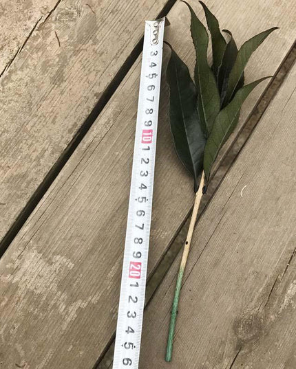 Timeless Osmanthus Leaf Collection - 5-Piece Preserved Set - Elegant Touch for Floral Creations