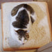 Premium Toast Bread Cat Cushion - Luxurious Comfort for Your Beloved Kitty