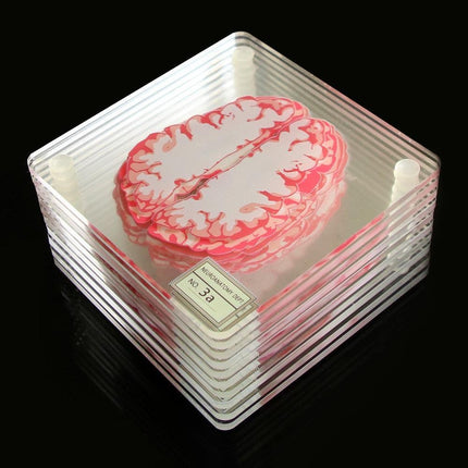 Neuroscience-Inspired Brain Specimen Coaster Set for Intellectual Decor