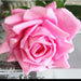 Set of 24PCS - 12cm Real Touch Roses Artificial Flowers