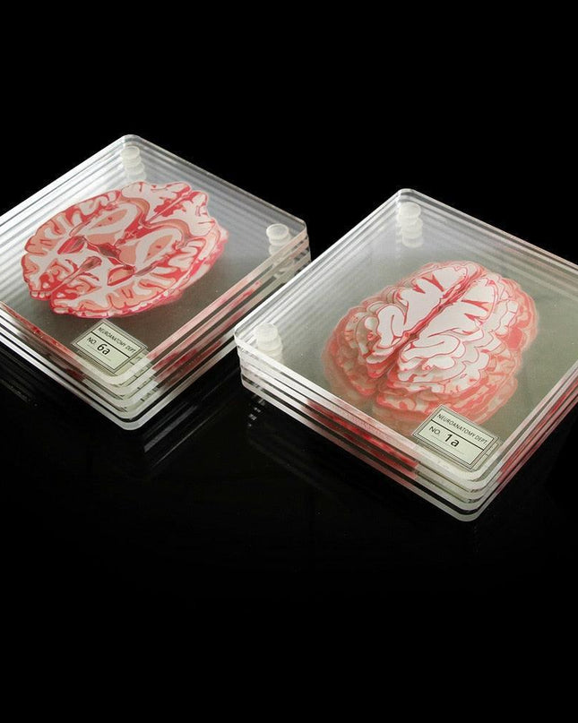 Neuroscience-Inspired Brain Specimen Coaster Set for Intellectual Decor