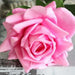 Set of 24PCS - 12cm Real Touch Roses Artificial Flowers