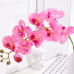 pink orchid