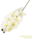 Butterfly Orchid A