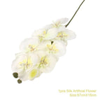 Butterfly Orchid A