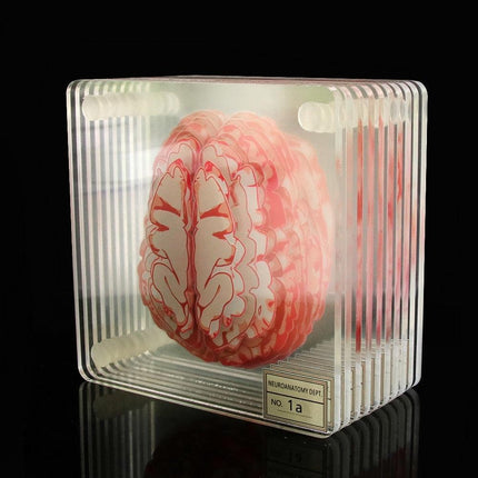 Neuroscience-Inspired Brain Specimen Coaster Set for Intellectual Decor
