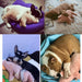 Snuggly Piggy Pal: Plush Pig Toy for Pets