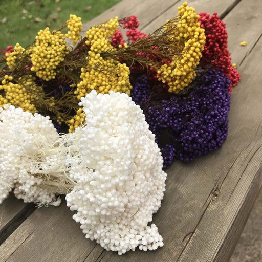 Everlasting Elegance: Natural Dried Millet Flowers - DIY Wedding Decor Blooms