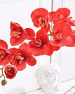 red orchid