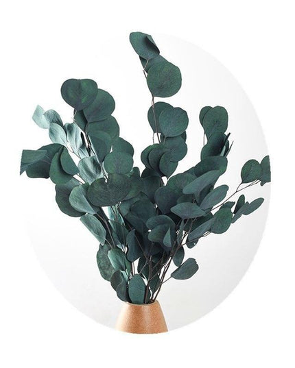 Serene Eucalyptus Essence: A Botanical Wonder for Every Setting