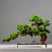 Chinese Style Simulation Visitor Bonsai Plant for Elegant Home and Office Decor