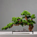 Chinese Style Bonsai Simulation Plant for Office and Home Decoration