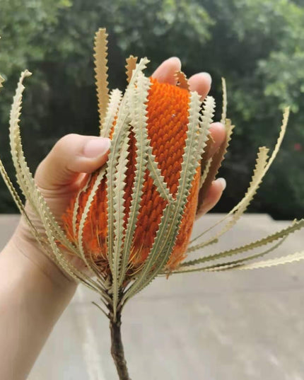 Eternal Banksia Pagoda Floral Arrangement - 30cm Unique Organic Centerpiece for Home and Special Events