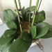 Luxurious Large Faux Orchid Display - Premium Home Décor Elegance