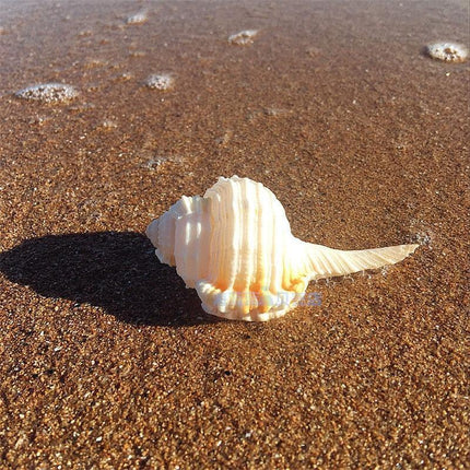 Seaside Serenity: Handcrafted Conch Shell Snail Pipe for Aquarium Aesthetics