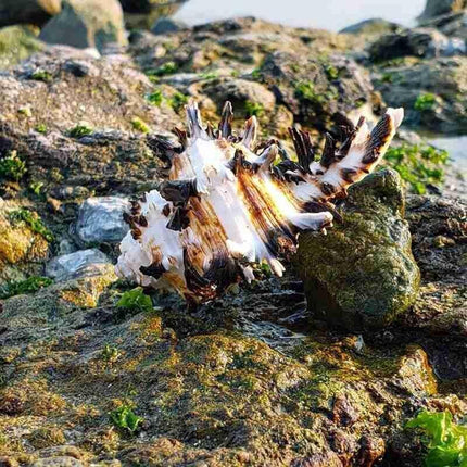 Mediterranean Natural Black Snail Shell Decor with Conch Accent for Micro-Landscapes