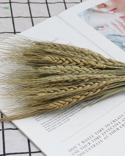 Bohemian Bliss: Dried Pampas & Bunny Tail Wheat Flower Bouquet - Set of 25